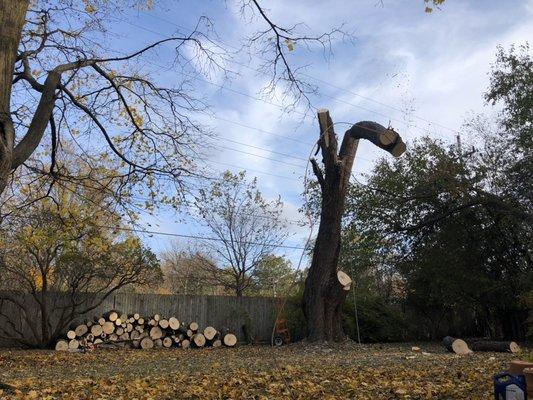 Here i have a quick captured photo of mulberry trunk coming down.