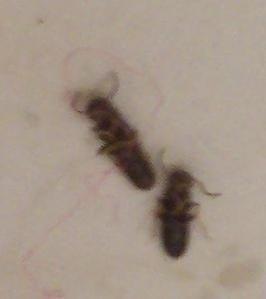 Some of the many bugs on the floor when we moved in.