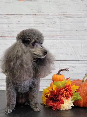 Dog Grooming job with Halloween Shoot