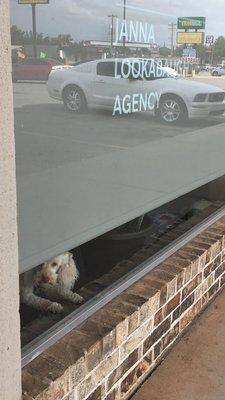 Louie, "Pooh" is at the office briefly before heading to the groomers. He loves when folks come in for a visit!