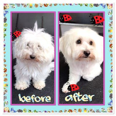 Before and after by the doggy groomer mobile grooming