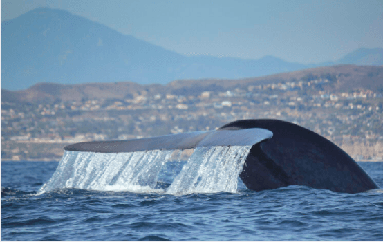 SoCal Whale Watching