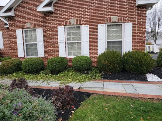 Shaping some boxwoods