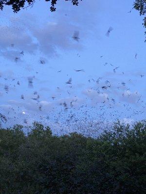 Bats leaving the tunnel in the evening,