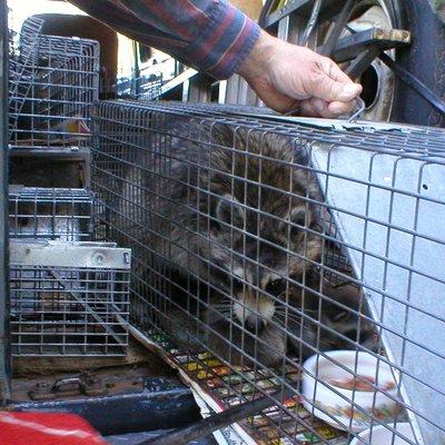 Raccoon trapped by Animal Management