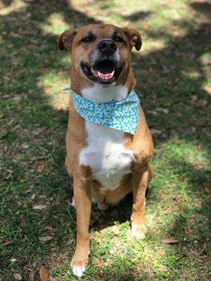 Copper smiling and happy after a nice bath and nails at Coats & Tails.