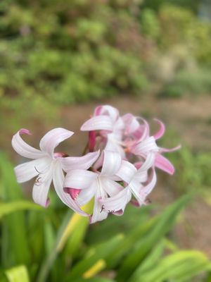 Norfolk Botanical Garden