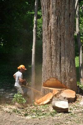 Big Jay Tree Service