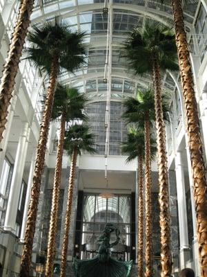 towering palm trees in Pazzo's atrium