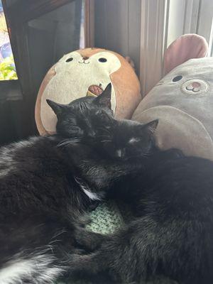 2 cats cuddling