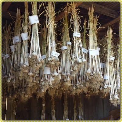 1933 stocks of our garlic drying!