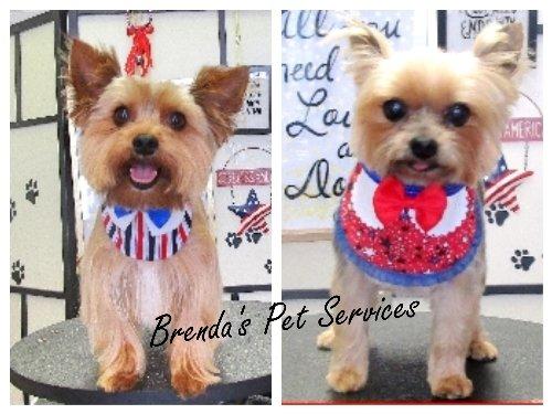 Considered an "expert with Yorkies" by her peers, Brenda J. Mitchell is THE Dog Groomer for YOUR Yorkie