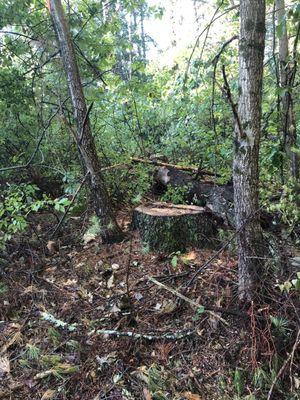 Felled tree that was not removed because it was rotted