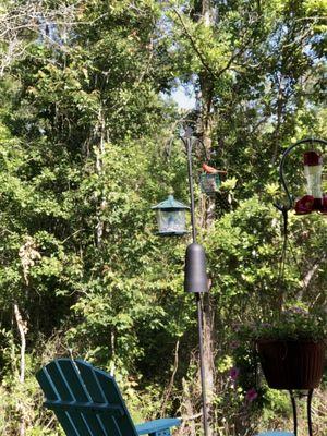 Tall bird feeder with baffle. Squirrels are not bothering it.