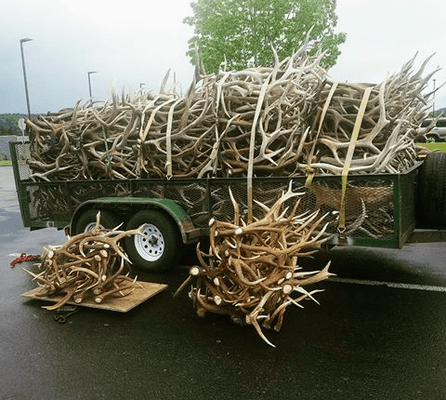 Tex Creek Antler