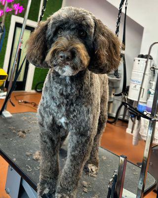 Portuguese Water Dog