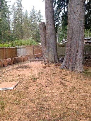 Cutting removing a cedar tree