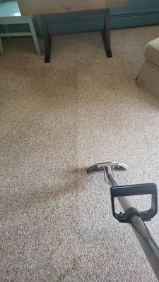 carpet during cleaning. what a difference!