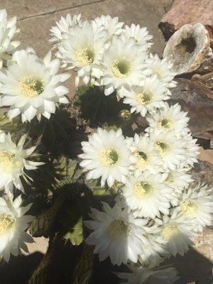 The flowering cactus in the back garden are gorgeous !