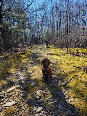 Saugerties Dog Care