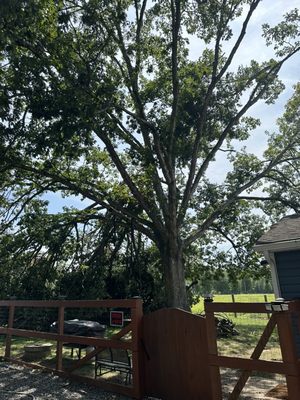 Before picture of White Oak removal and stump grinding.