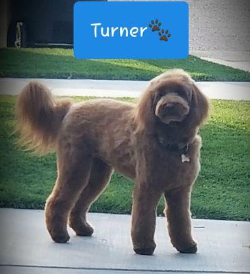 Gooldendoodle Turner