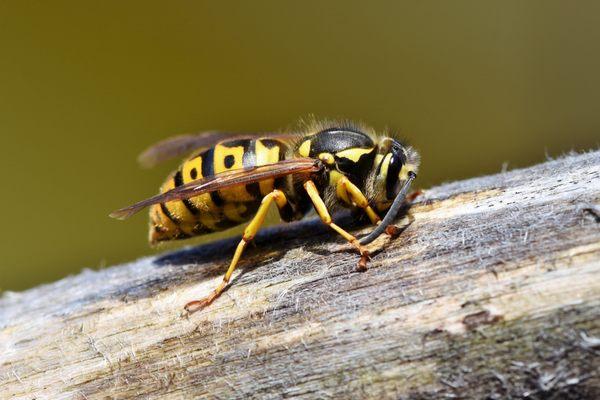 Yellow jackets