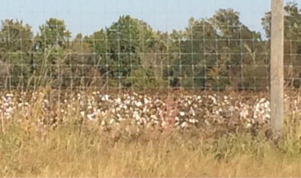 Tifton Turf Farms