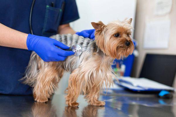 Pet Vet in Avondale Estates GA