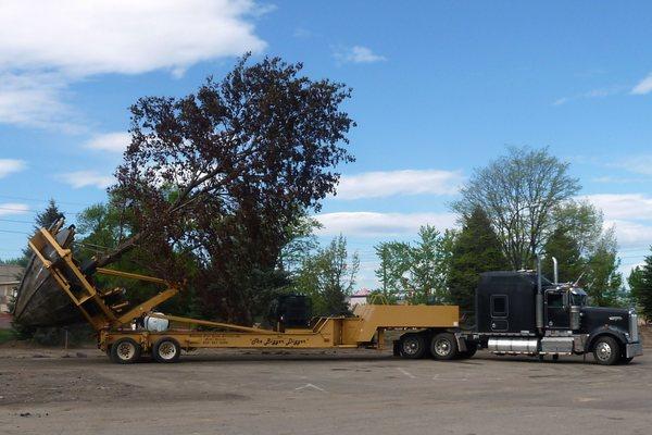 Saving very large trees for City of Arvada.