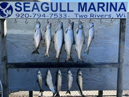 Lake Michigan king salmon