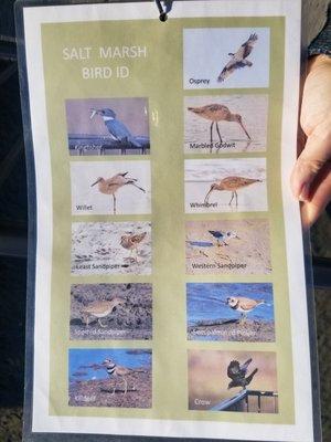 Birds you might see (2 of 2)