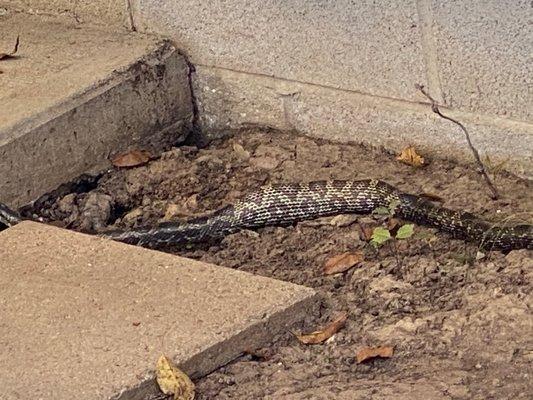 6 Foot Long Snake Living under my A/C Unit next to my front door Lived there for weeks