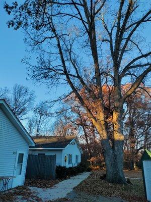 Tree to remove