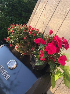 Portulaca & impatiens getting ready to be potted! Beautiful colors!