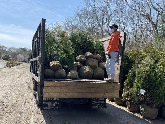 #treeservicesinthehamptons