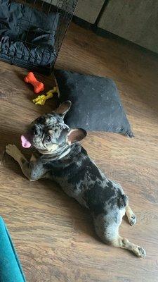 Chip French bulldog he was stolen from my home 9/9/22 please message me if you have any information.