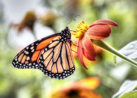 A monarch and a Mexican Sunflower