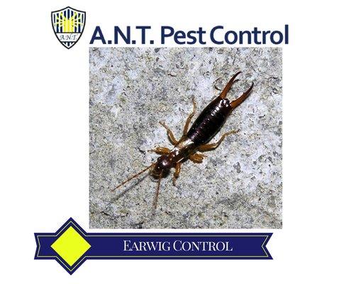 A.N.T. Pest Control New Lenox Earwig Control