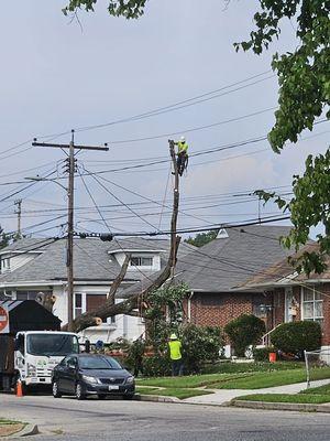 JR Tree Service Landscape