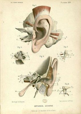 The ear is very complex!  Let Dr. Berryhill help you understand why you can't hear.