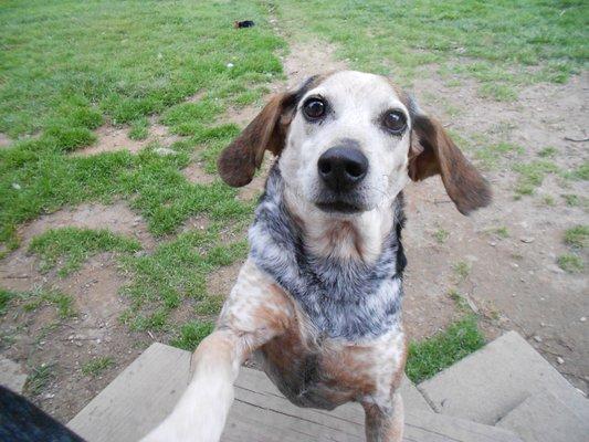 Buddy, such a happy dog