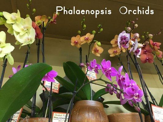 Phalaenopsis orchids are as easy to grow as a jade plant!