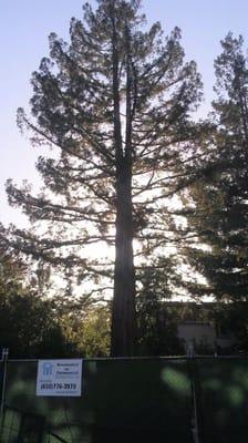 After Redwood Tree  (Sequoia sempervirens)