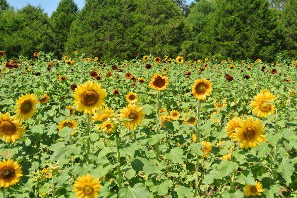 Liberty Grace Farms You Pick Sunflower Festival.