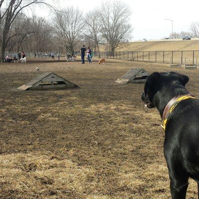 Meeting new friends at the dog park