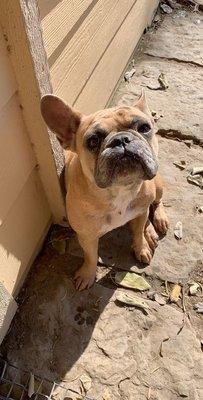 I am asking for help in finding my son's French Bulldog. We have security footage of Scout being taken from his fenced front yard on 6/25/21