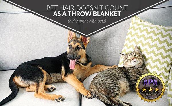 Pet friendly carpet & upholstery cleaning by Sears