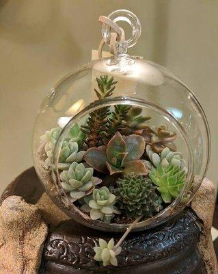 Succulent Globe, 4" diameter, so it is a Mini!