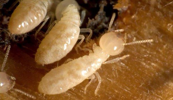 termites